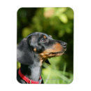 Search for short haired miniature dachshund magnets Puppy