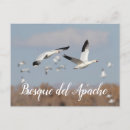 Search for apache apaches postcards Travel