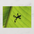 Search for scale leaf postcards Scales
