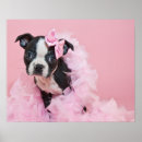 Search for terriers posters Puppy