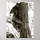 Search for black and white bear posters Animal