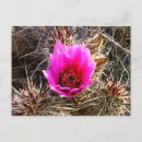 Search for prickly postcards Flower