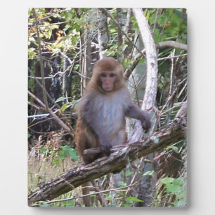 001a rhesus macaque monkey plaque