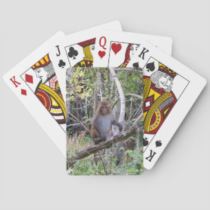 001a rhesus macaque monkey playing cards