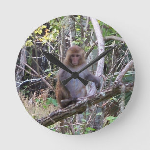 001a rhesus macaque monkey round clock