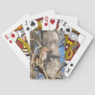 002a rhesus macaque monkey looking up playing cards
