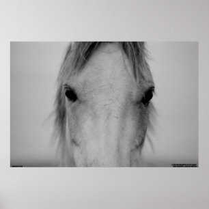 003 POSTER