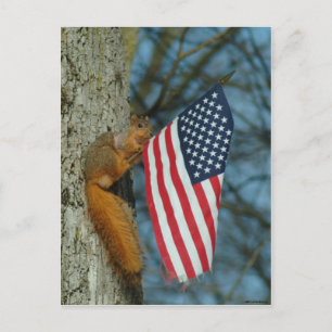 010510-4-APC   ONE PATRIOTIC SQUIRREL POSTCARD