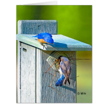 020 Bluebird Nesting Big Card 8.5x11 Matte