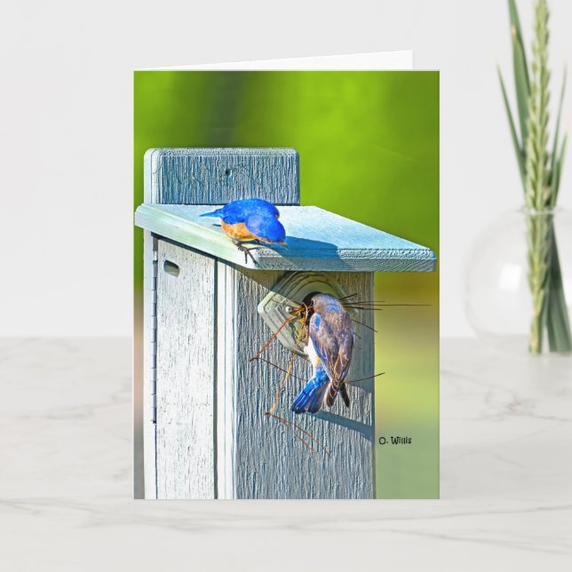 020 Bluebird Nesting Card 5x7 Matte (Front)