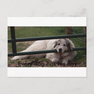022_2, Every dog has his day Postcard