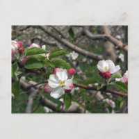 02 Apple Blossoms Winchester VA Postcard
