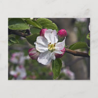 03 Apple Blossoms Winchester VA Postcard