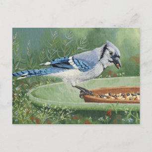 0481 Blue Jay at Feeder Postcard
