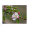 04 Apple Blossoms Winchester VA Postcard