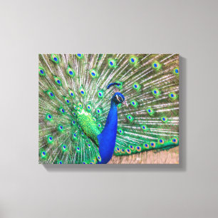 0601-Peacock Canvas Print