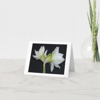 100_1530 Amaryllis 2007 Card