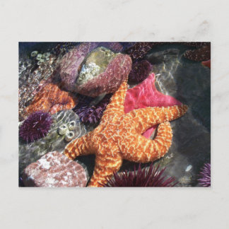 100_3063 POSTCARD