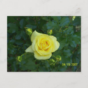 100_3464 POSTCARD