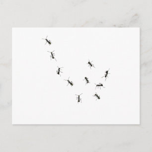 10 ants postcard
