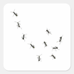 10 ants square sticker