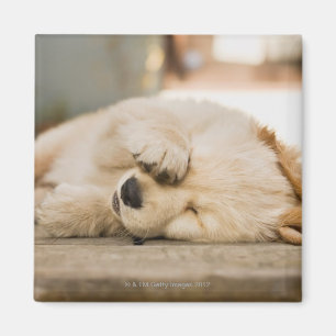 10 week old puppy rubbing its eyes magnet