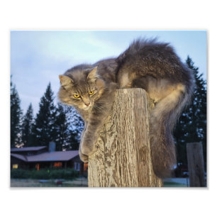10"x8" Photo Print    Cathletic Cat