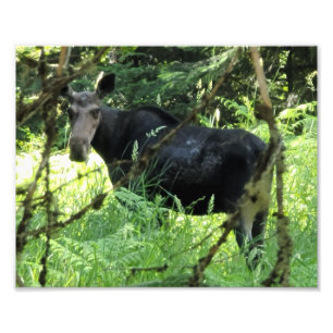 10"x8" Photo Print Moose Lunch