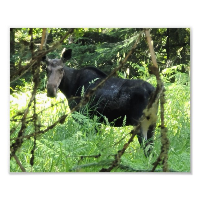 10"x8" Photo Print || Moose Lunch v5 (Front)