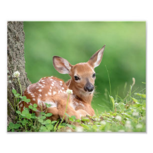 10x8 Adorable Fawn laying under a tree Photo Print