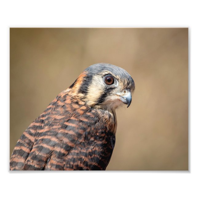 10x8 American Kestrel Photo Print (Front)
