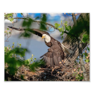 10x8 Bald Eagle leaving the nest Photo Print