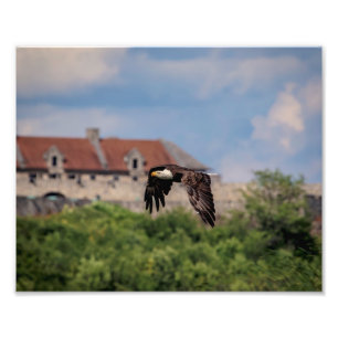 10x8 Bald Eagle passing Fort Ticonderoga Photo Print