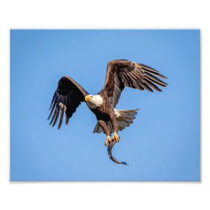 10x8 Bald Eagle with a fish Photo Print