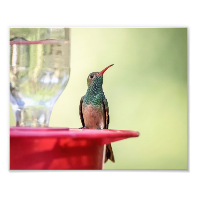 10x8 Buff-bellied hummingbird in Texas Photo Print (Front)