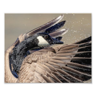 10x8 Canada Goose Photo Print