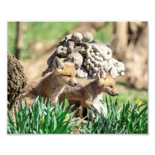 10x8 Fox Kits in the Hudson Valley Photo Print