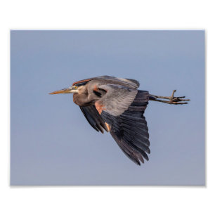 10x8 Great Blue Heron in flight Photo Print