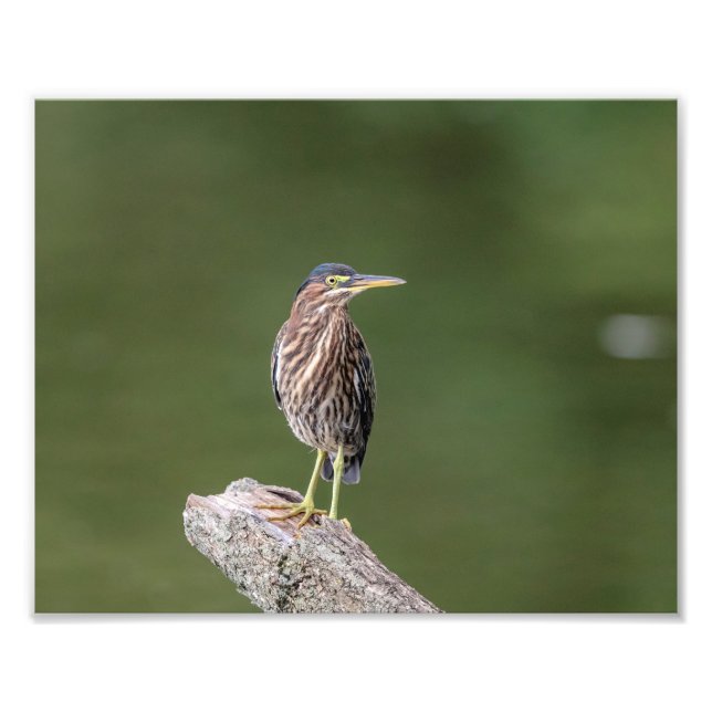10x8 Green Heron on a log Photo Print (Front)