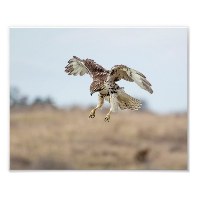 10x8 Immature Red Tailed Hawk Hovering Photo Print (Front)