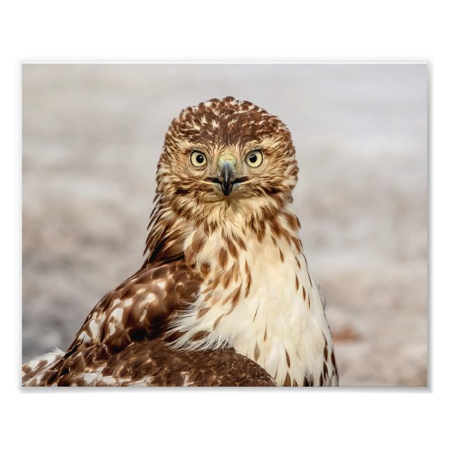 10x8 Immature Red-Tailed Hawk on the ground Photo Print (Front)