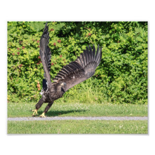 10x8 Juvenile Bald Eagle Photo Print