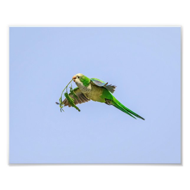 10x8 Monk Parakeet in the Rio Grande Valley Photo Print (Front)