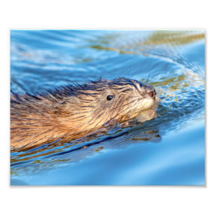10x8 Muskrat at Vassar Farms Ecological Preserve Photo Print
