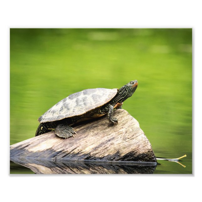 10x8 Painted Turtle on a log Photo Print (Front)