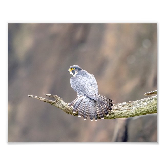 10x8 Peregrine Falcon at the Palisades Interstate Photo Print (Front)