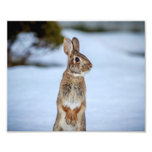 10x8 Rabbit in the snow Photo Print