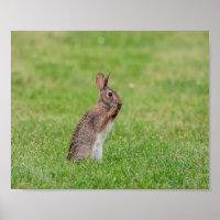 10x8 Rabbit standing in the grass and looking shy