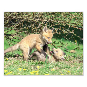 10x8 Red Fox Kits Playing Photo Print