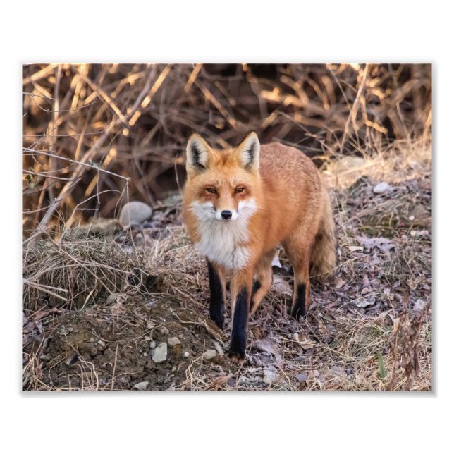 10x8 Red Fox up close and personal Photo Print (Front)